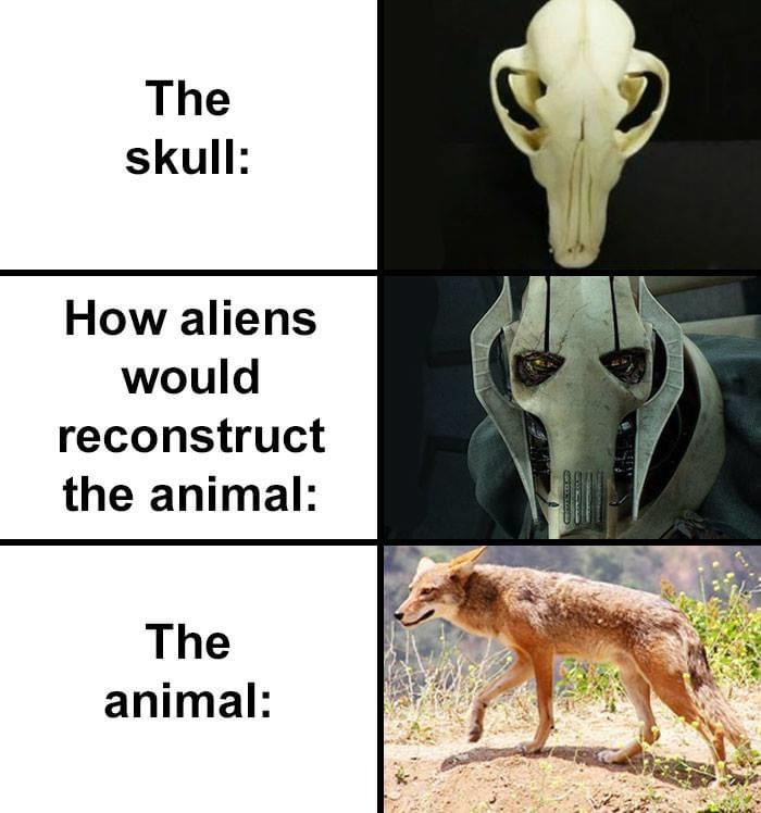 how aliens would reconstruct fox skull