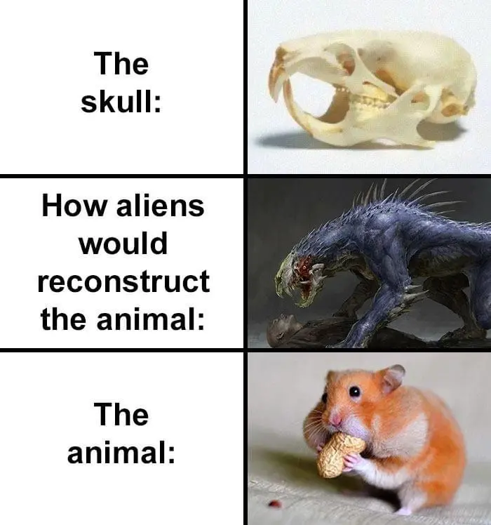 how aliens would reconstruct hamster skull