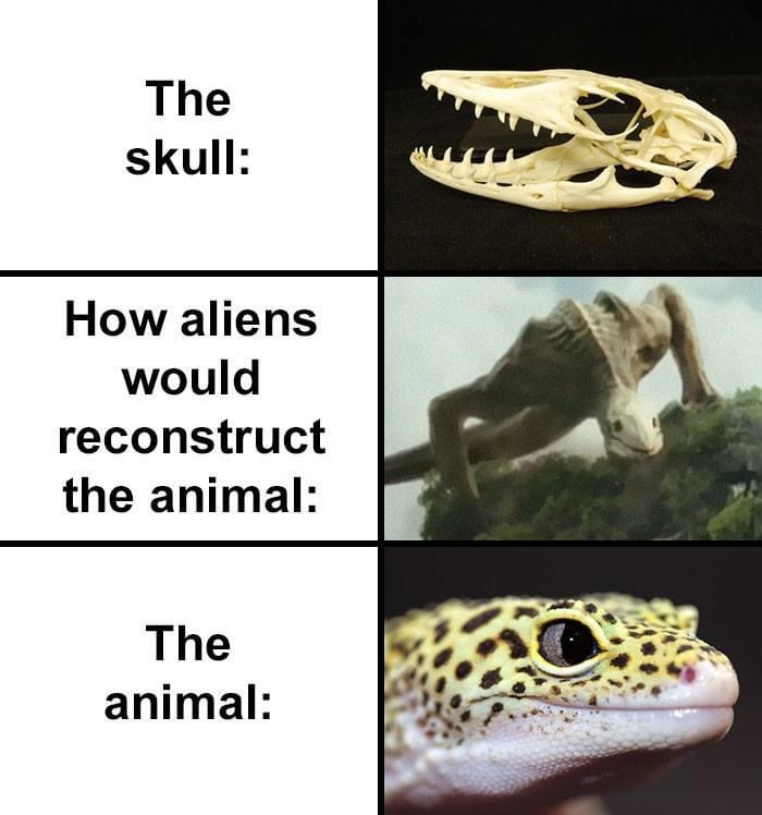 how aliens would reconstruct lizard skull