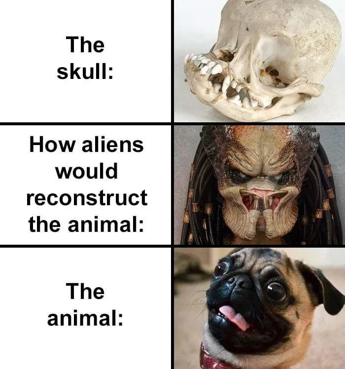how aliens would reconstruct pug skull