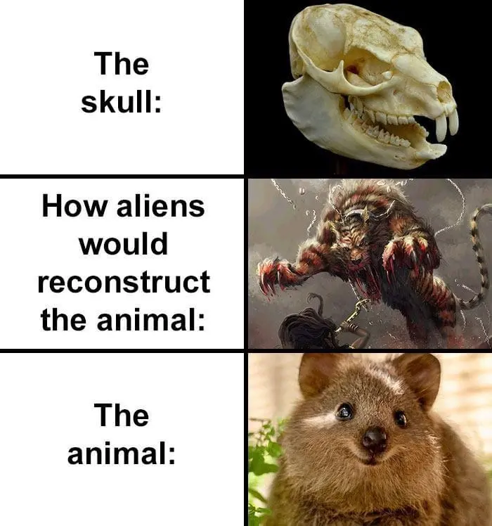 how aliens would reconstruct rodent skull