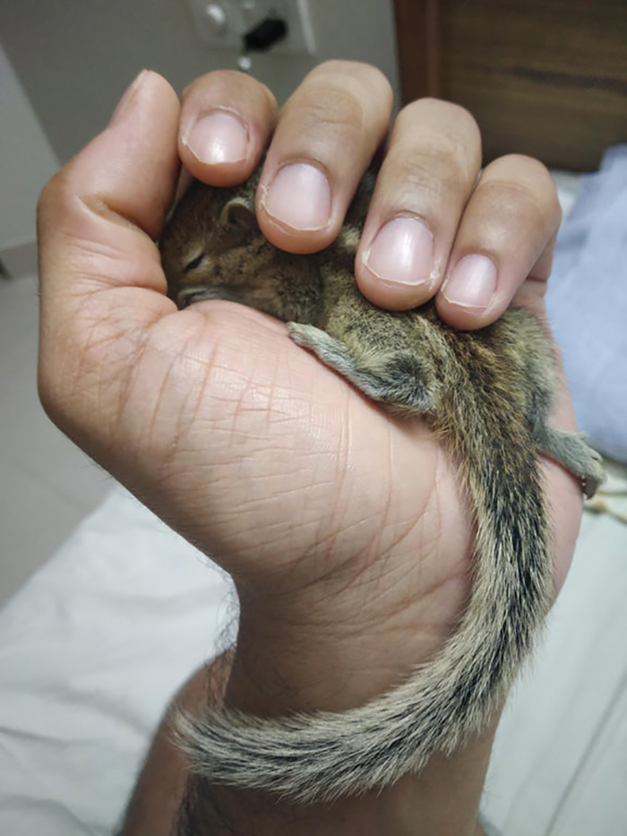 human hand holding a rodent