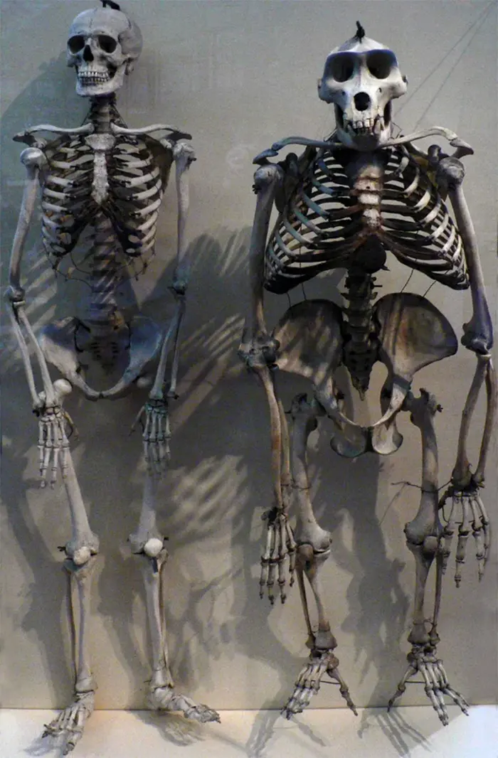 human skeleton compared to gorilla skeleton
