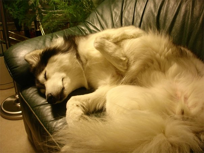 husky raised by cats sleeps like a cat
