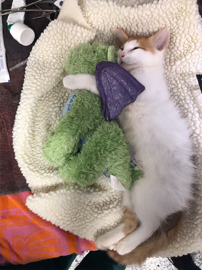 kitten and plush toy undergo surgery together