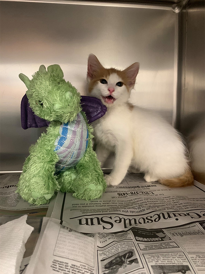 kitten and stuffed dragon best friends