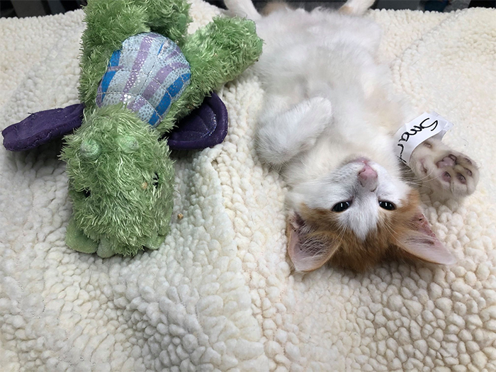 kitten and stuffed dragon getting neutered