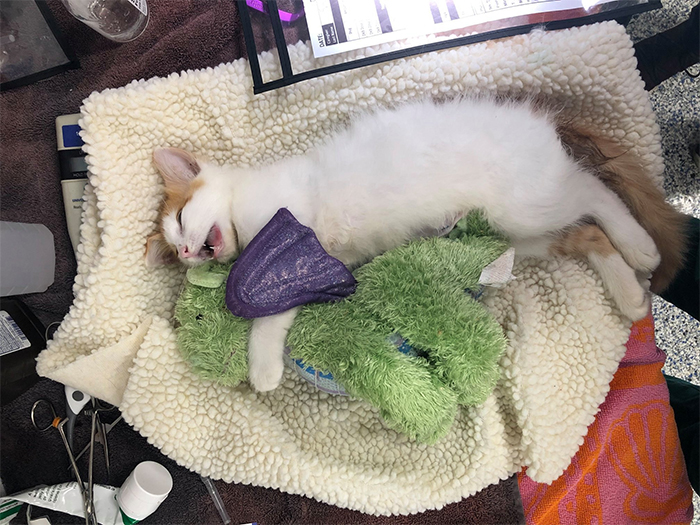 kitten comforts a plush toy after surgery