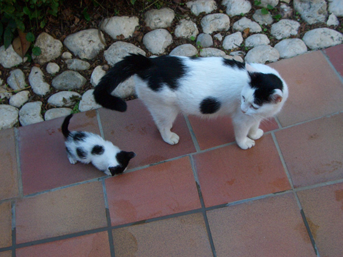 kitten following its mother