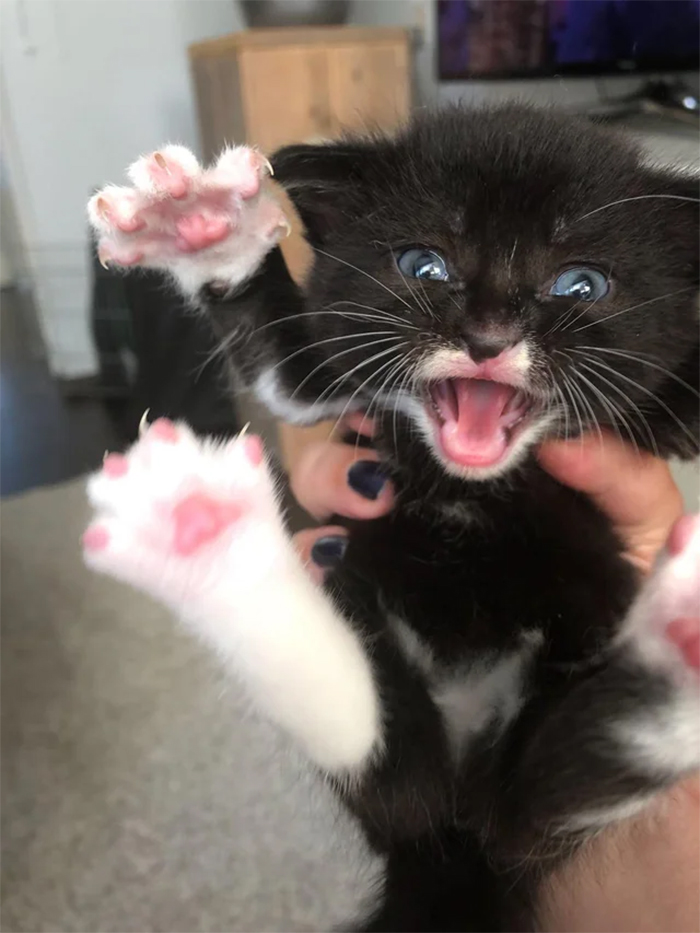 kitten murder mittens