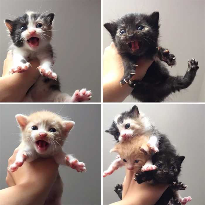 kittens murder mittens