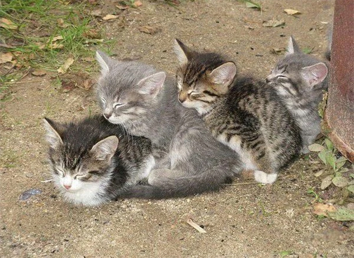 kittens sleeping train