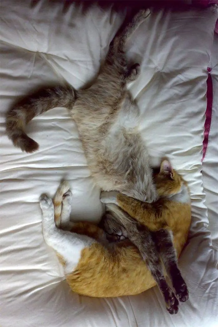 kitties in weird sleeping positions