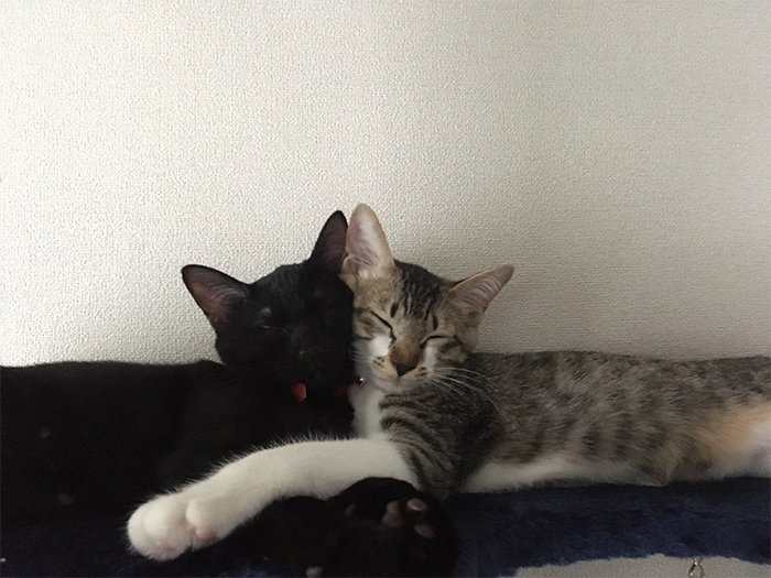 kitties sleeping cheek to cheek