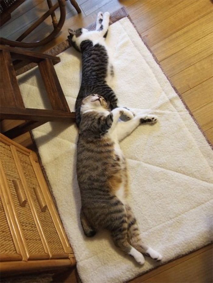 kitties sleeping in awkward positions