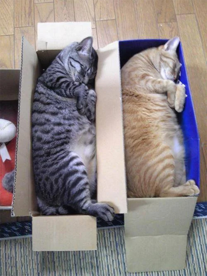 kitties sleeping in shoe boxes