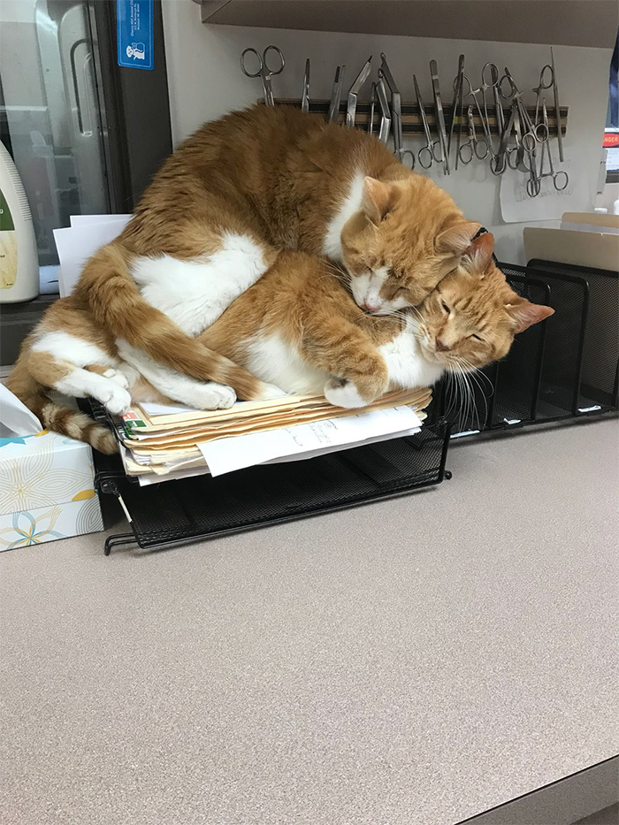 kitty sleeping on top of another kitty