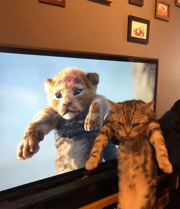 lion king movie vs real life