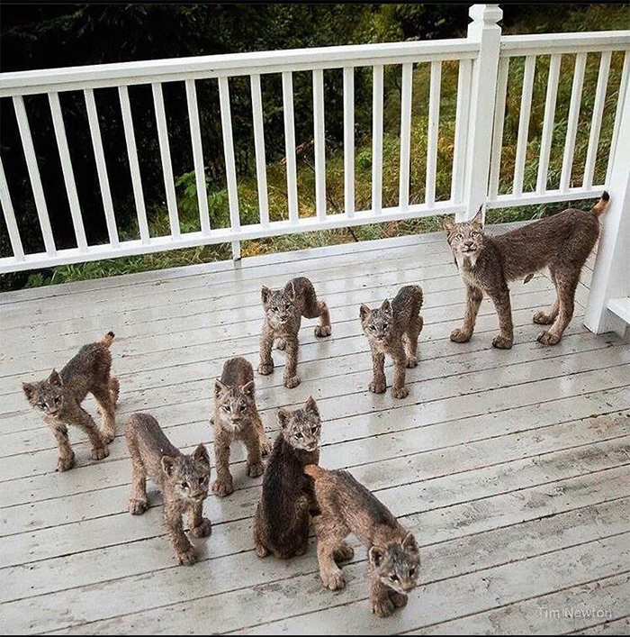 lynx cat family on the porch