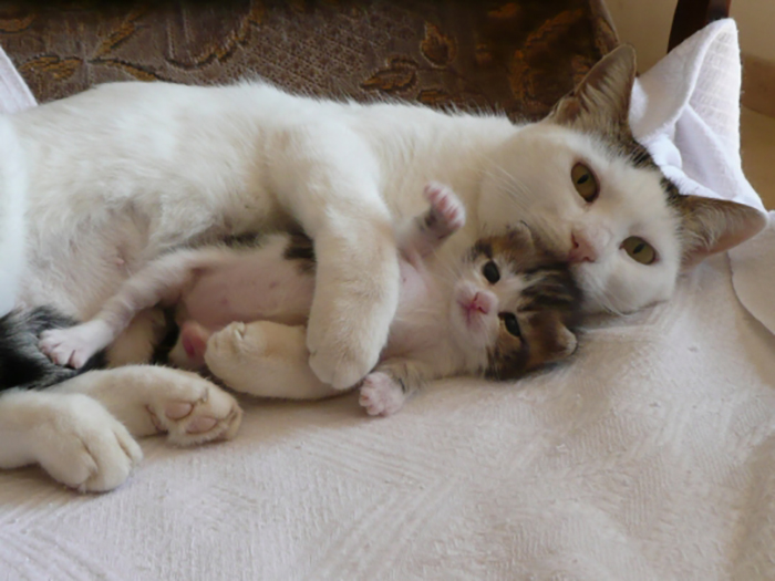 mama cat hugging her kitten