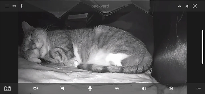 man builts heated house and camera for feral cat