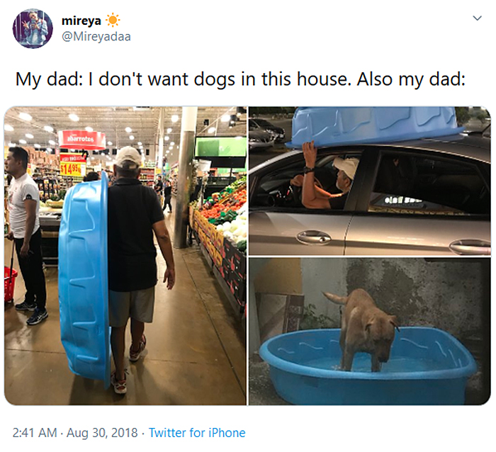 man buys portable pool for his dog