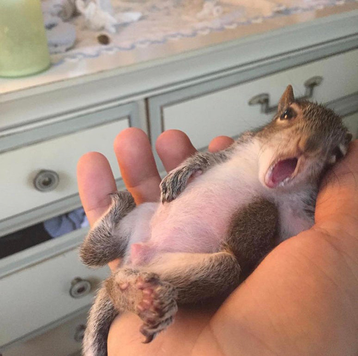 milk drunk baby rodent