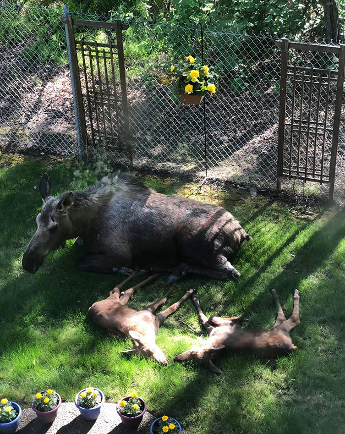 moose and calves relaxing at a random backyard