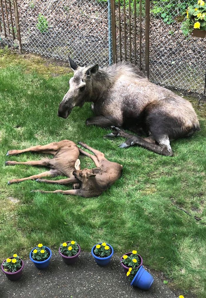 moose family in a family's backyard