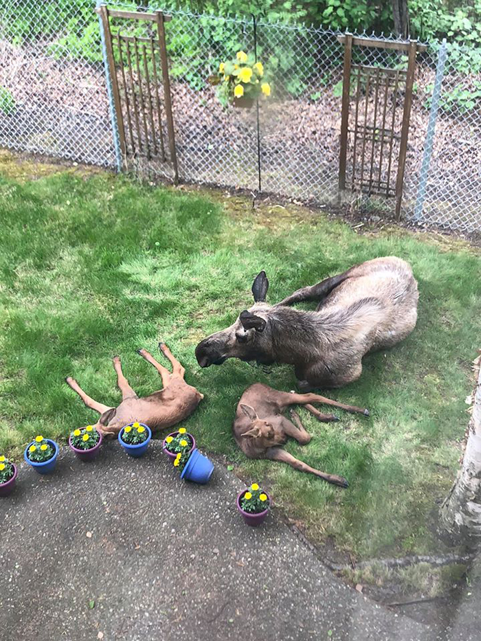 moose family relaxing in a backyard