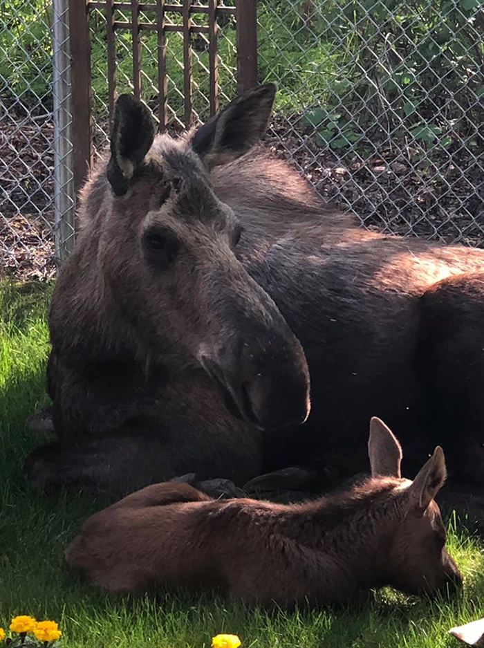 mother moose and a calf