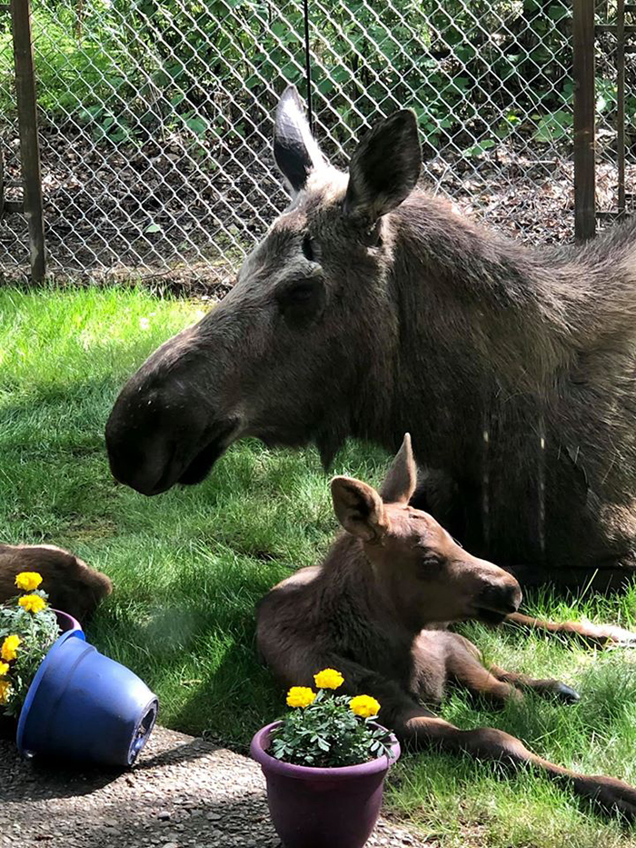 mother moose and calf