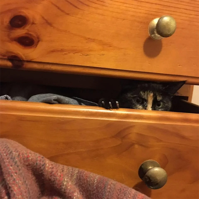 murder mittens hiding in the drawer