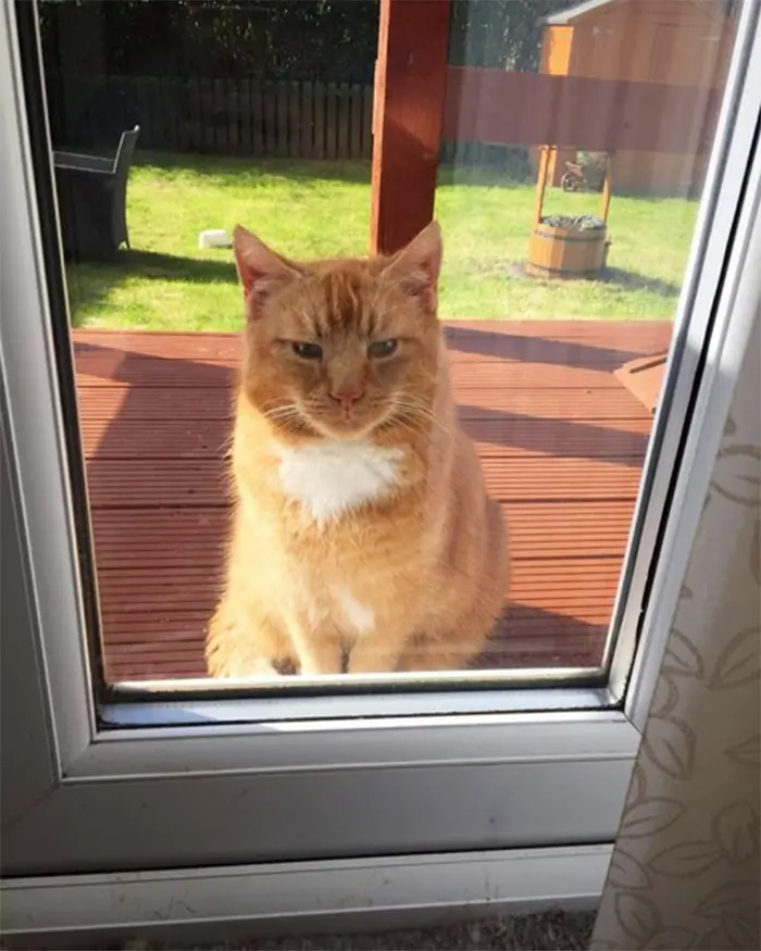 my house not my cat fluffy ginger kitty sitting on decking