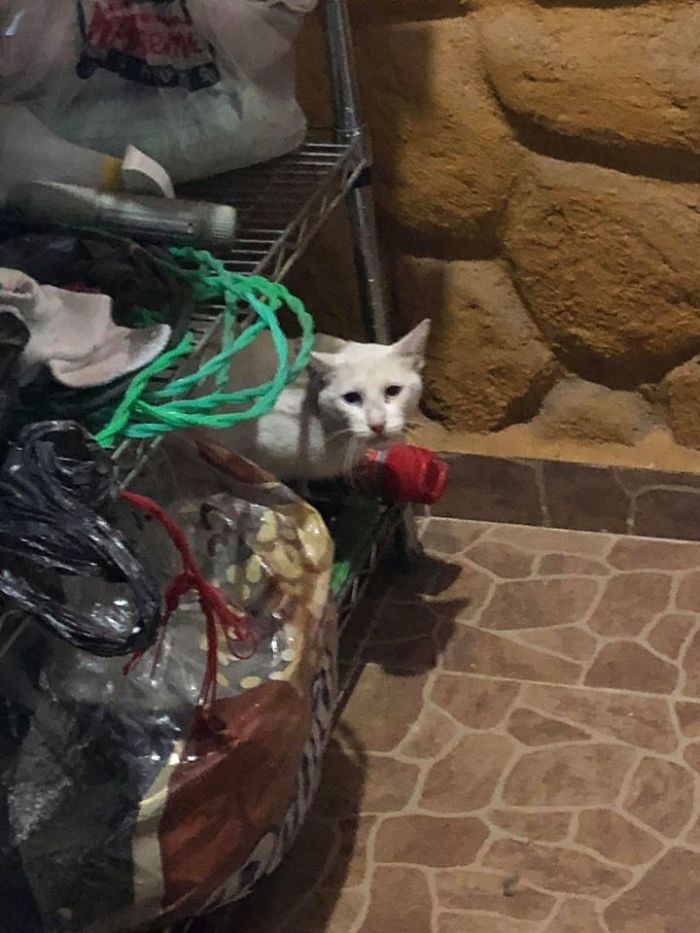 my house not my cat white kitty in the laundry room