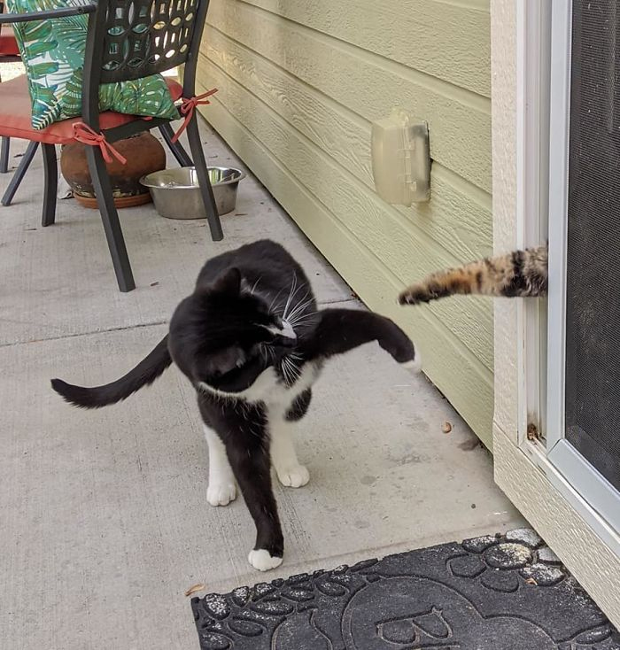 neighbor feline pet comes to play