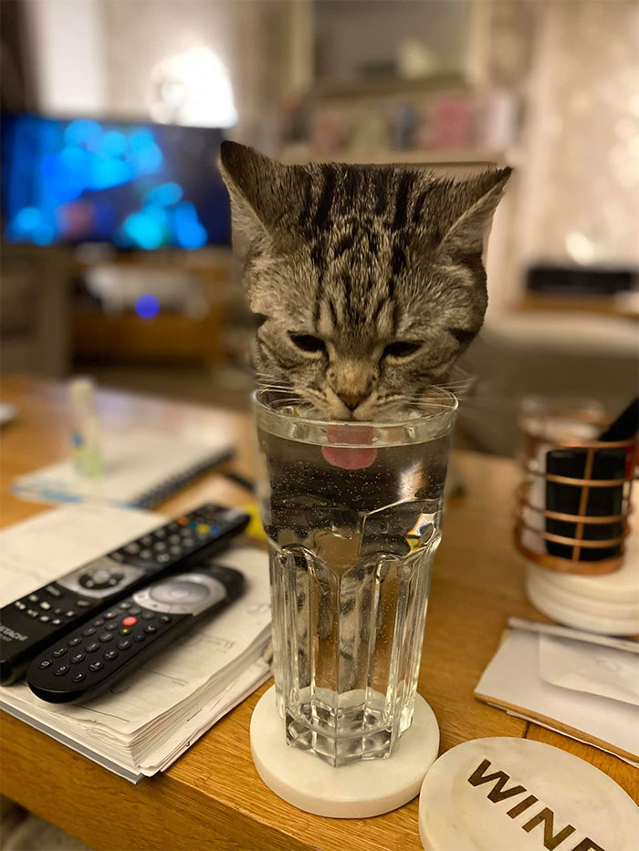 neighbor kitty drinking glass of water