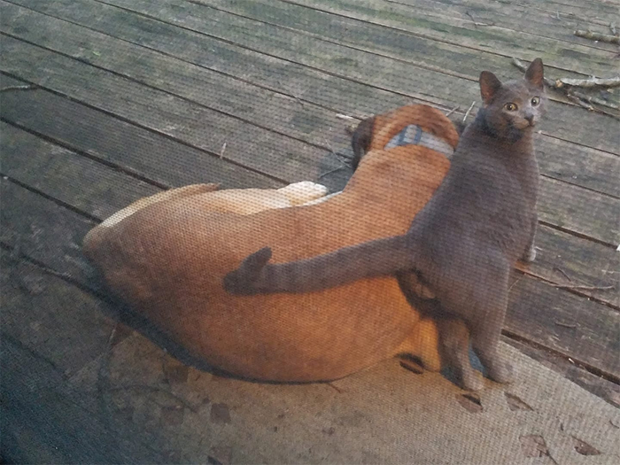 neighbor pets came to visit me