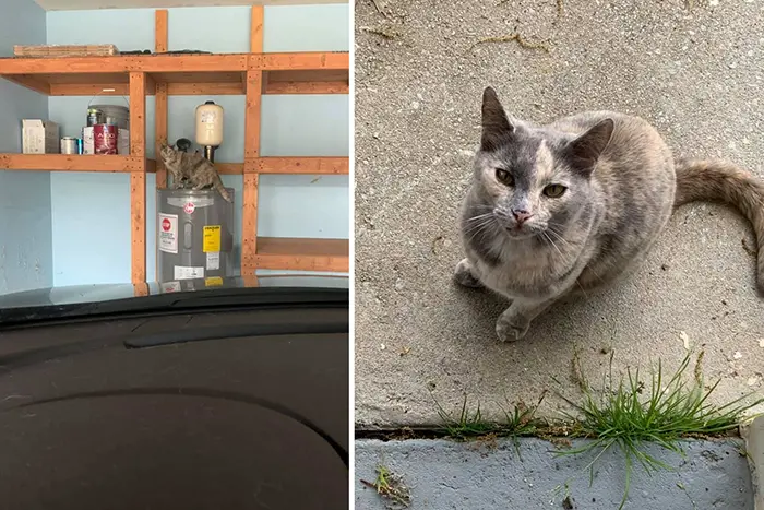 newly bought house has a resident stray