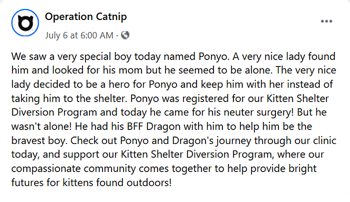 operation catnip ponyo story post