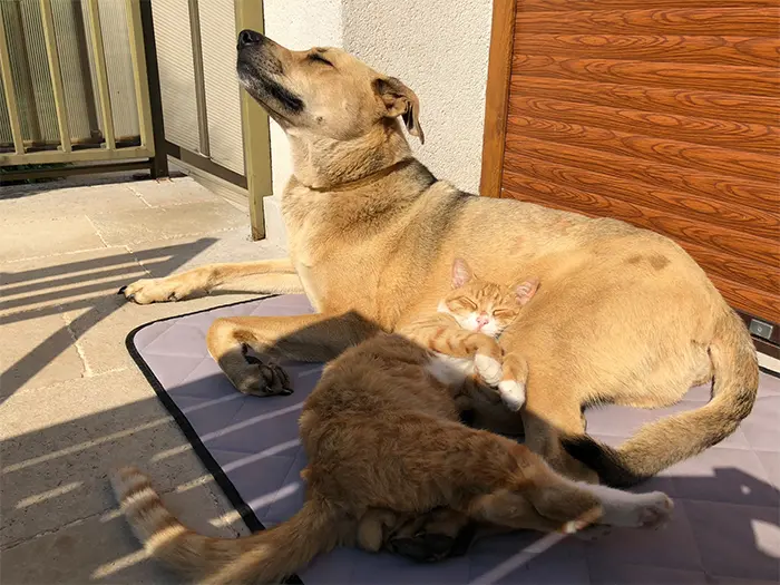 orange stray feline with pet dog