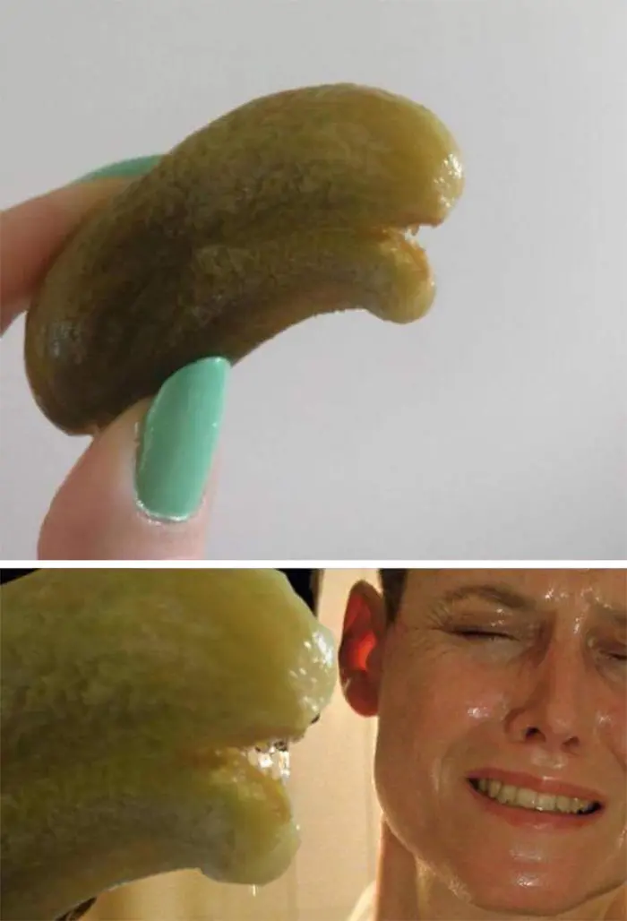 pickle alien head