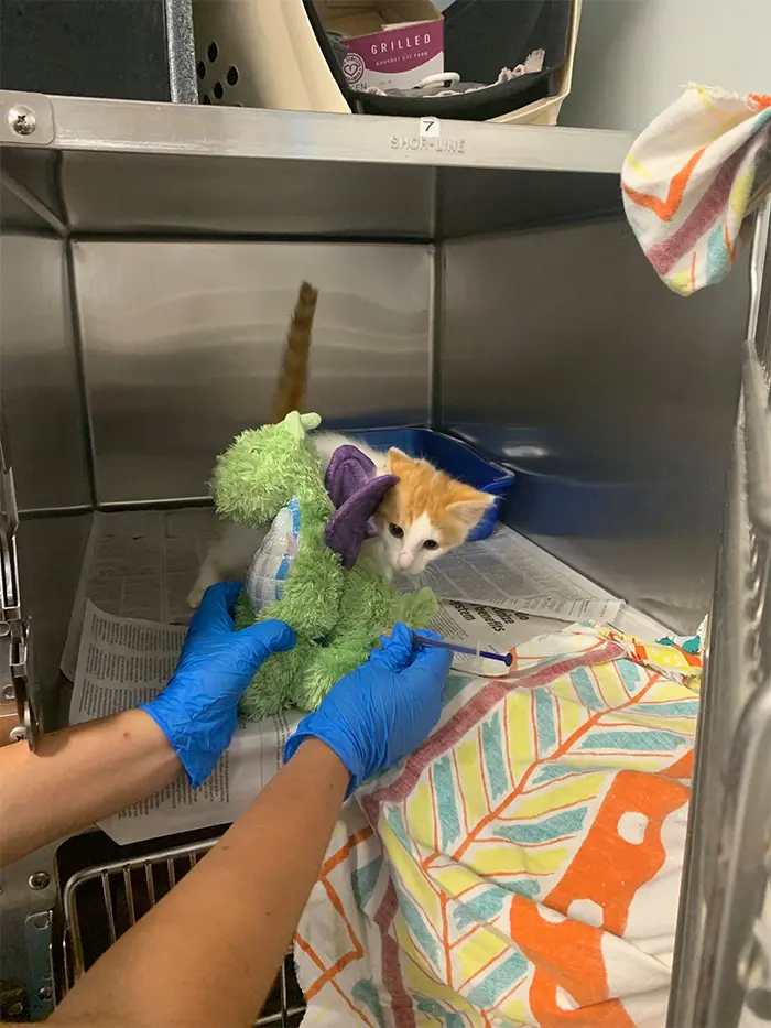 plush toy helps kitten get through surgery