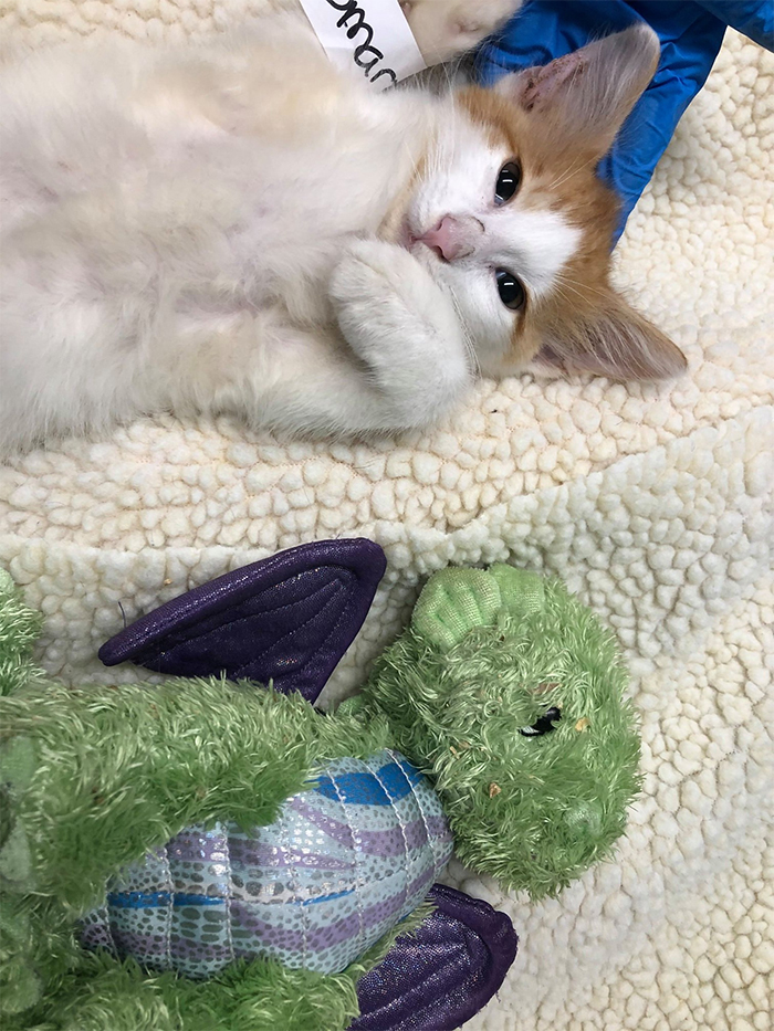 plush toy makes kitten braver for surgery