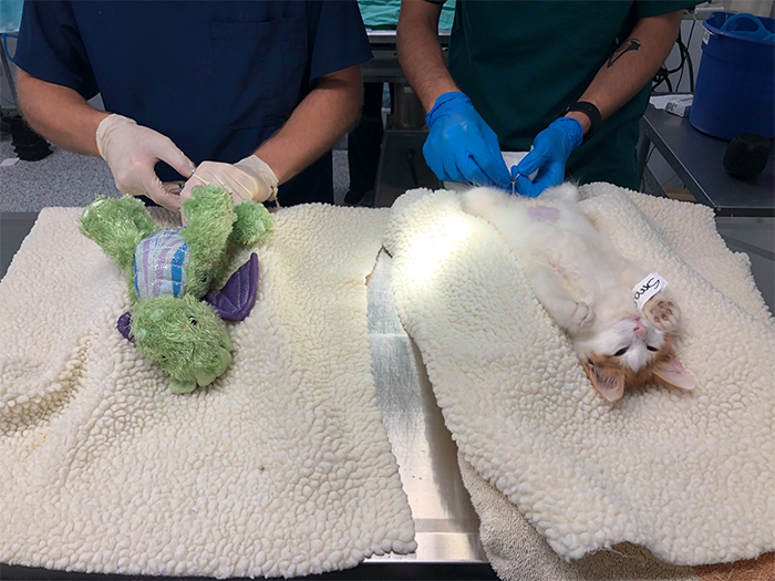 ponyo kitten and plush toy getting neutered together