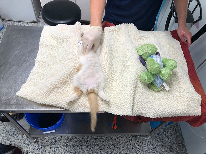 ponyo kitten and plush toy neuter surgery