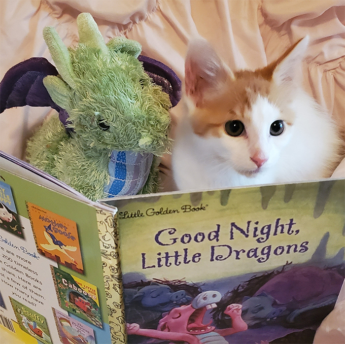 ponyo kitten and plush toy reading a book