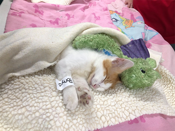 ponyo kitten recovering after surgery