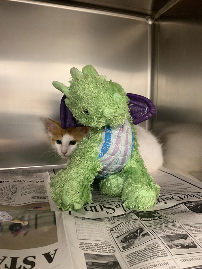 ponyo kitten with his plush toy