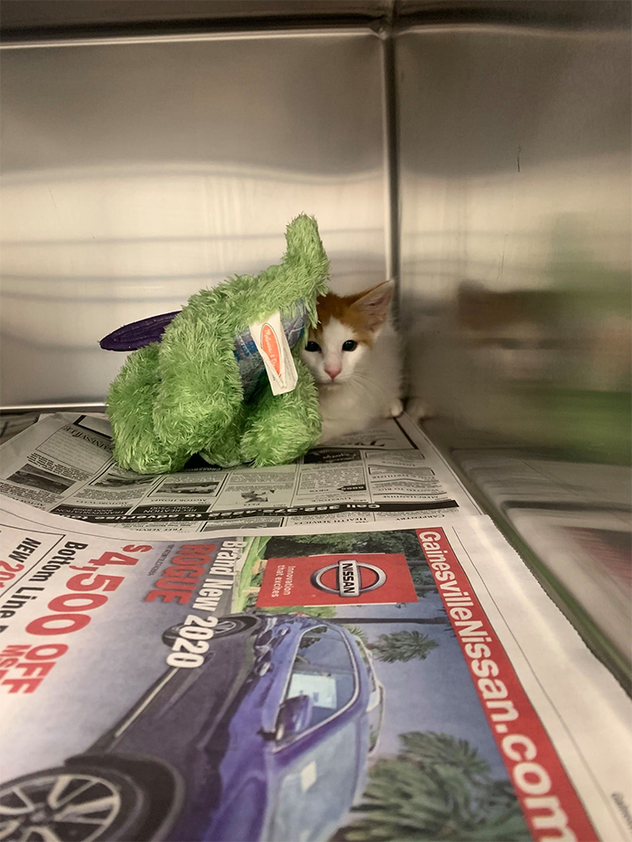 ponyo with his stuffed dragon